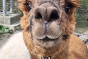 Vandring med alpakaer - Domačija Loncnar - Bohinj