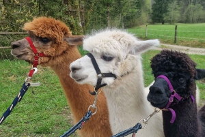 Vandring med alpakaer - Domačija Loncnar - Bohinj