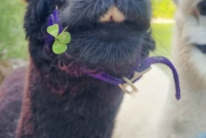 Vandring med alpakaer - Domačija Loncnar - Bohinj