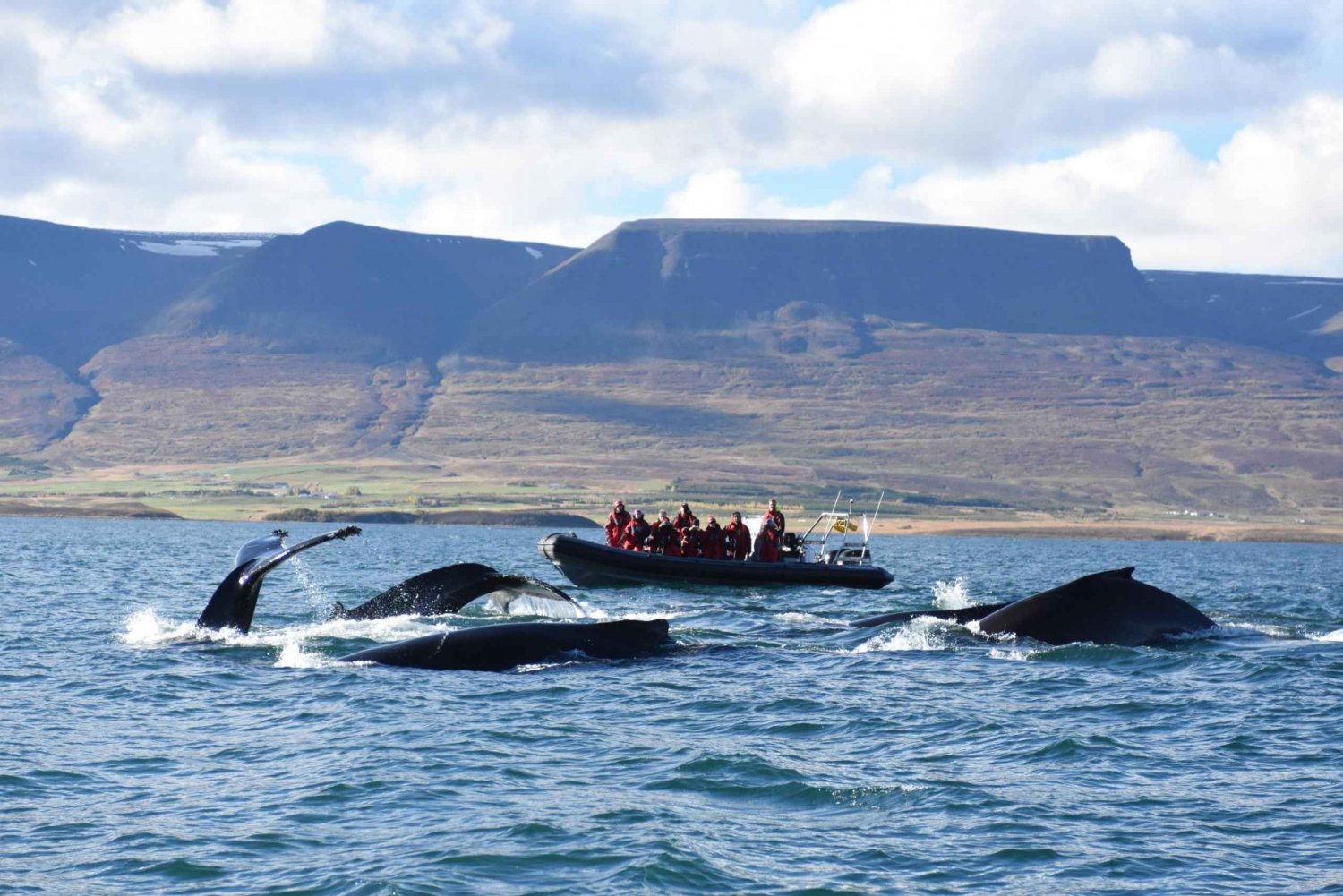 Akureyri: Kom tæt på pukkelhvalerne i en RIB-gummibåd