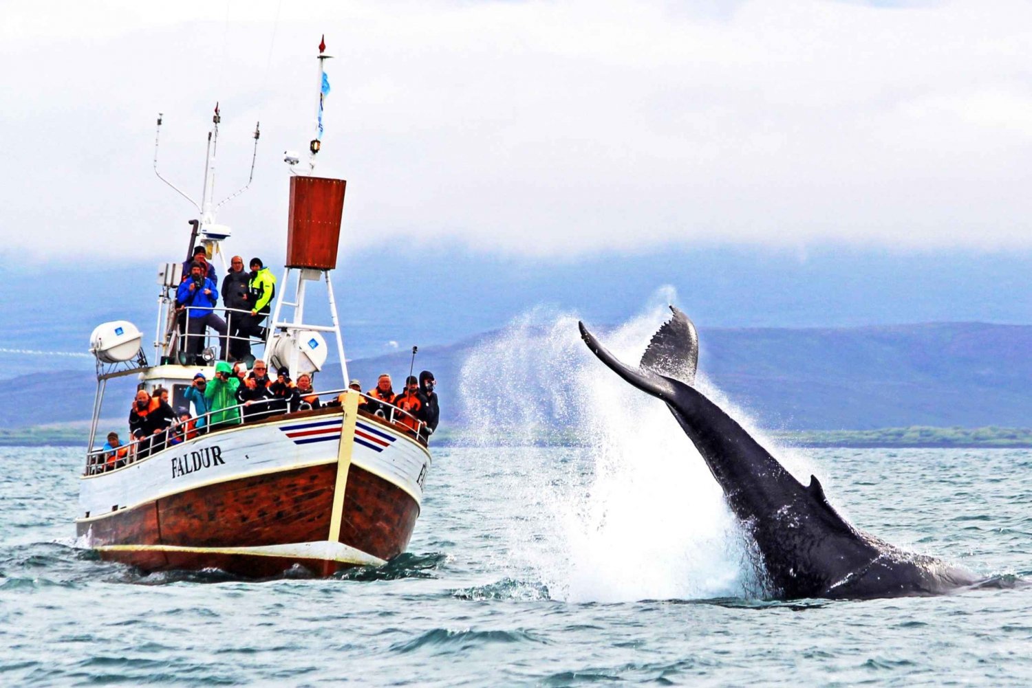 Desde Húsavík Excursión tradicional de avistamiento de ballenas