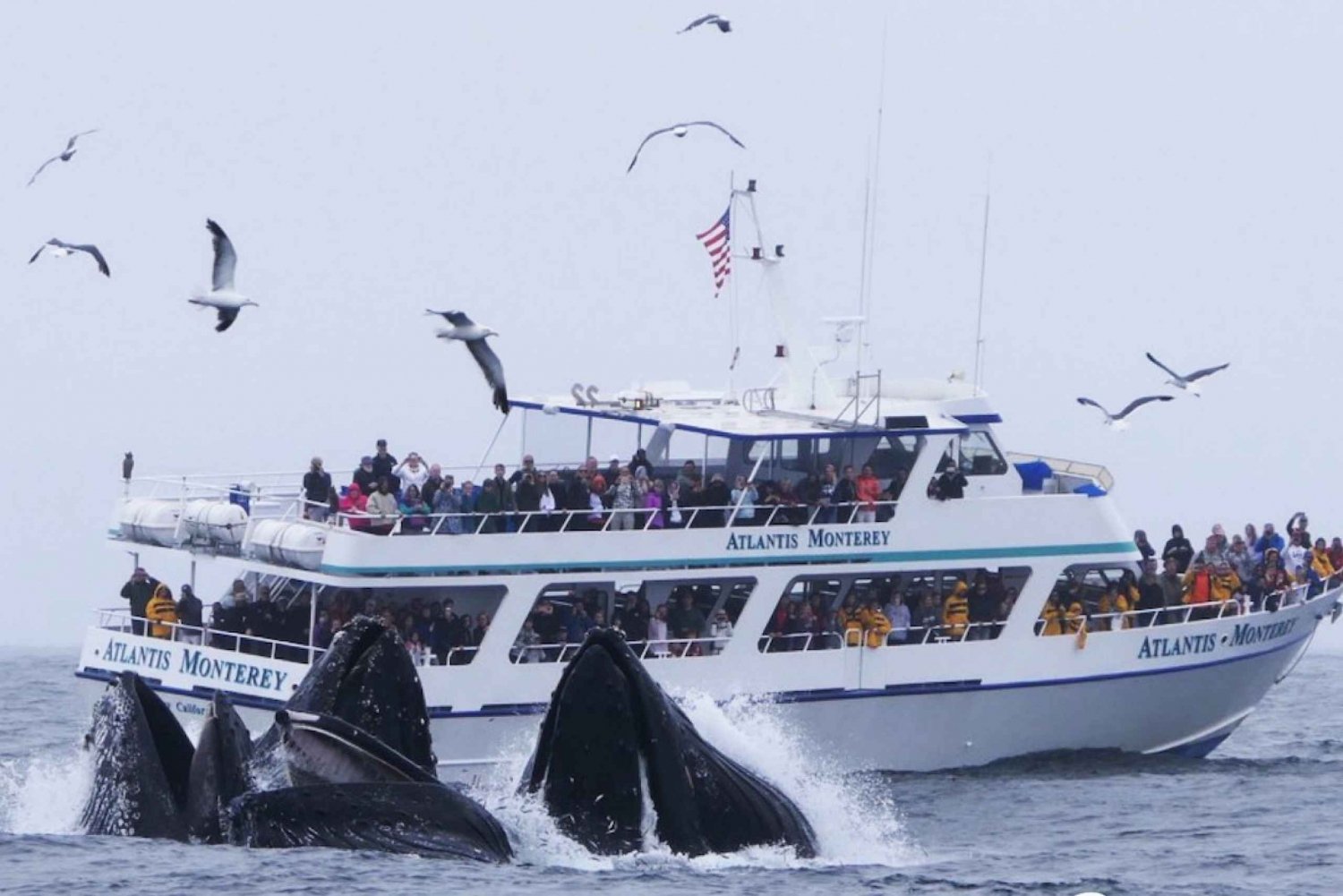 Monterey: Hvalsafaritur med en marineguide