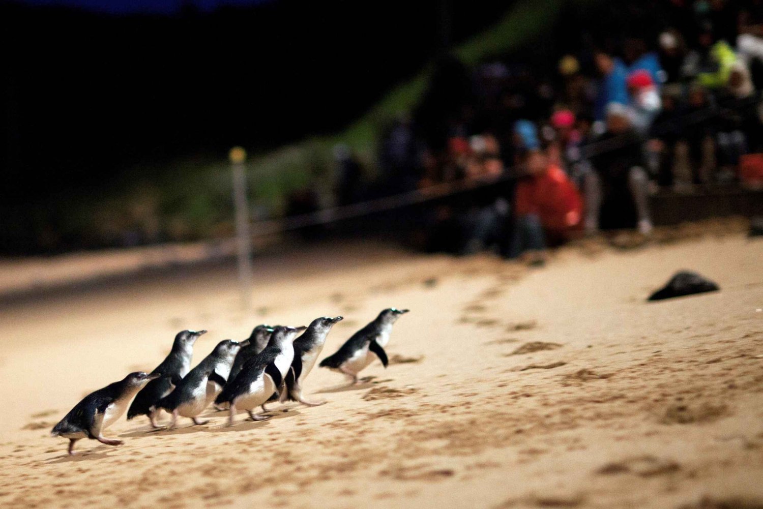 Pinguin-Parade: Eintrittskarte für die General Viewing