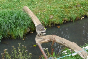 Private Transfer from Gdansk, Sopot, Gdynia to Oliwa Zoo