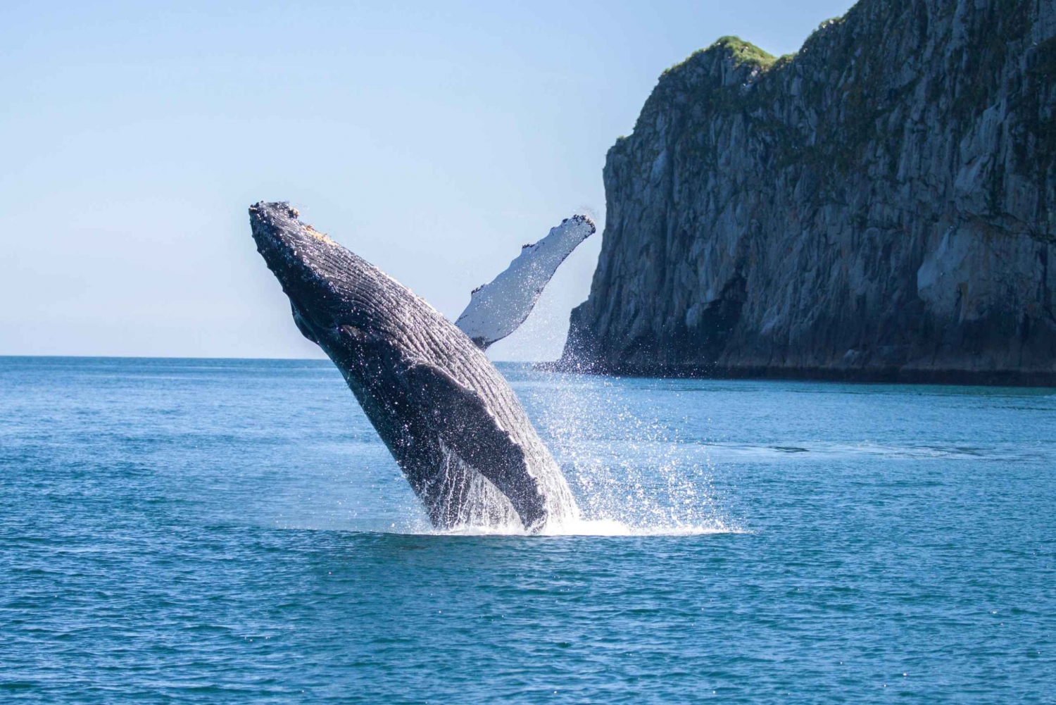 Seward : croisière de 6 h dans le parc national des Kenai Fjords