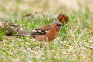 Bird Watching in the Stockholm Archipelago