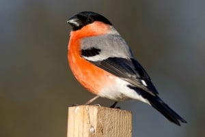 Bird Watching in the Stockholm Archipelago