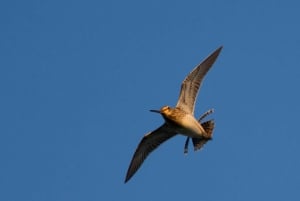 Bird Watching in the Stockholm Archipelago