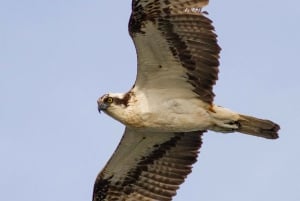 Bird Watching in the Stockholm Archipelago