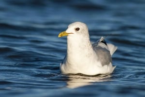 Bird Watching in the Stockholm Archipelago