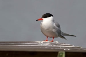 Bird Watching in the Stockholm Archipelago