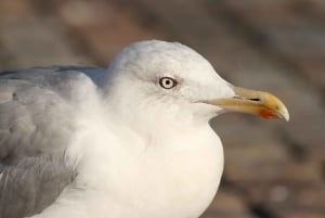 Bird Watching in the Stockholm Archipelago