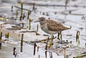 Bird Watching in the Stockholm Archipelago