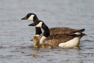 Bird Watching in the Stockholm Archipelago