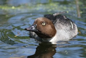 Bird Watching in the Stockholm Archipelago