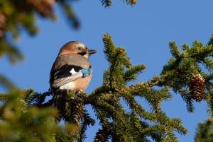 Bird Watching in the Stockholm Archipelago