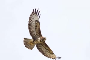 Bird Watching in the Stockholm Archipelago