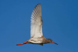 Bird Watching in the Stockholm Archipelago