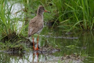 Bird Watching in the Stockholm Archipelago