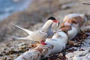 Bird Watching in the Stockholm Archipelago