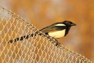 Bird Watching in the Stockholm Archipelago