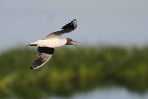 Bird Watching in the Stockholm Archipelago