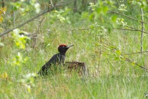 Bird Watching in the Stockholm Archipelago