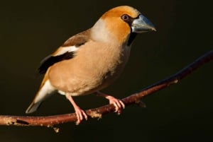 Bird Watching in the Stockholm Archipelago