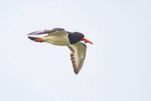 Bird Watching in the Stockholm Archipelago