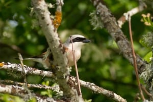 Bird Watching in the Stockholm Archipelago