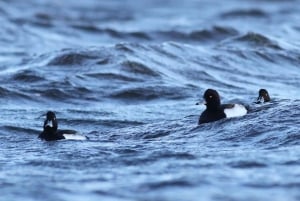 Bird Watching in the Stockholm Archipelago