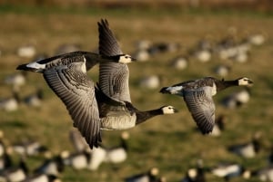 Bird Watching in the Stockholm Archipelago