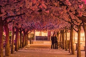 Eco Bike Tour po Starym Mieście w Sztokholmie, Djurgarden, przyroda