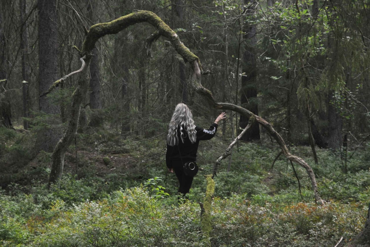 Bagno nella foresta nella natura di Stoccolma con guida certificata