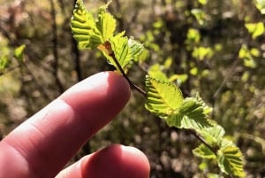 Forest Bathing in Stockholm nature with certified guide