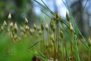 Forest Bathing in Stockholm nature with certified guide