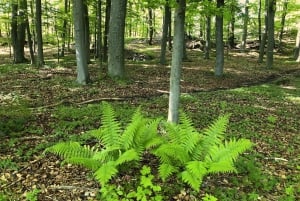 Forest Bathing in Stockholm nature with certified guide