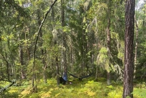 Forest Bathing in Stockholm nature with certified guide