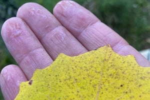 Forest Bathing in Stockholm nature with certified guide