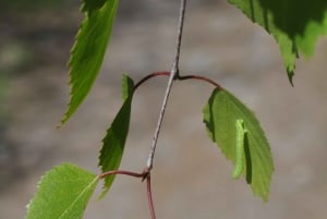 Forest Bathing in Stockholm nature with certified guide