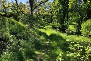 Forest Bathing in Stockholm nature with certified guide