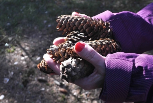 Bagno nella foresta nella natura di Stoccolma con guida certificata