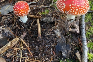 Bagno nella foresta nella natura di Stoccolma con guida certificata