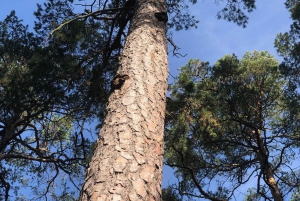 Bagno nella foresta nella natura di Stoccolma con guida certificata