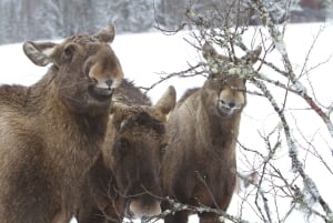 From Stockholm: Moose & Wildlife Safari with Campfire Dinner