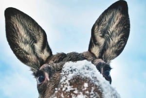 From Stockholm: Moose & Wildlife Safari with Campfire Dinner