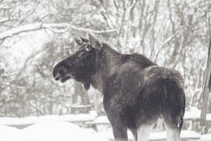 From Stockholm: Moose & Wildlife Safari with Campfire Dinner