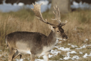 From Stockholm: Moose & Wildlife Safari with Campfire Dinner
