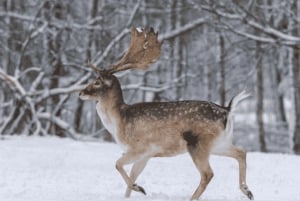 From Stockholm: Moose & Wildlife Safari with Campfire Dinner