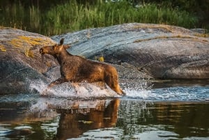 Vanuit Stockholm: wildlife-safari met diner bij kampvuur